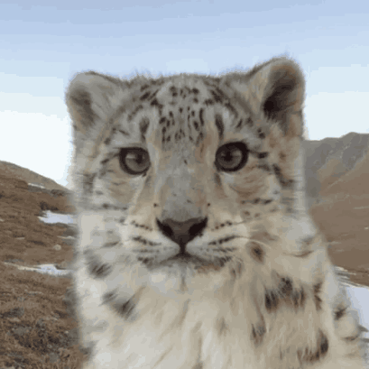 snep